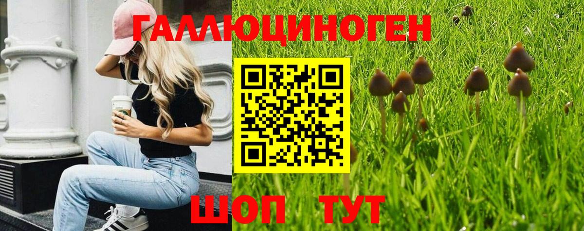 Галлюциногенные грибы Psilocybe Волжский